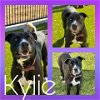 adoptable Dog in pearland, TX named KYLIE