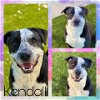 adoptable Dog in pearland, TX named KENDALL