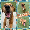 adoptable Dog in pearland, TX named SCRAPPY