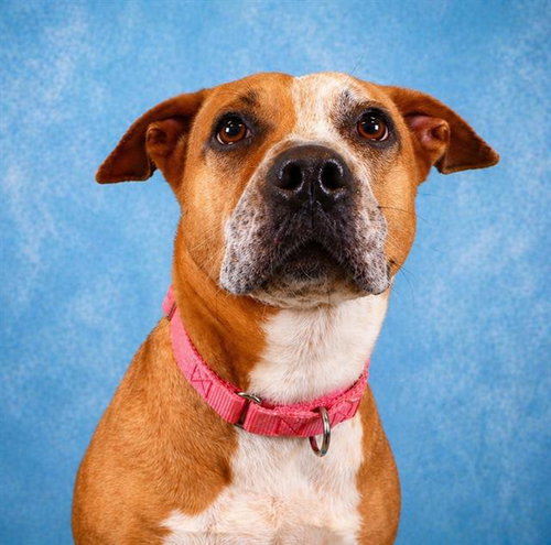 SERENA, an adoptable Labrador Retriever in Pearland, TX