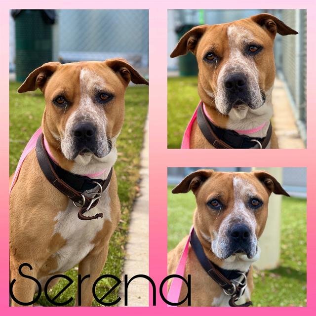 adoptable Dog in Pearland, TX named SERENA