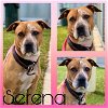 adoptable Dog in pearland, TX named SERENA