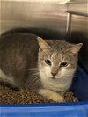 adoptable Cat in pearland, TX named NOWELL