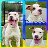 adoptable Dog in pearland, tx, TX named DUECE