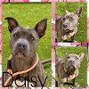 adoptable Dog in pearland, TX named DAISY