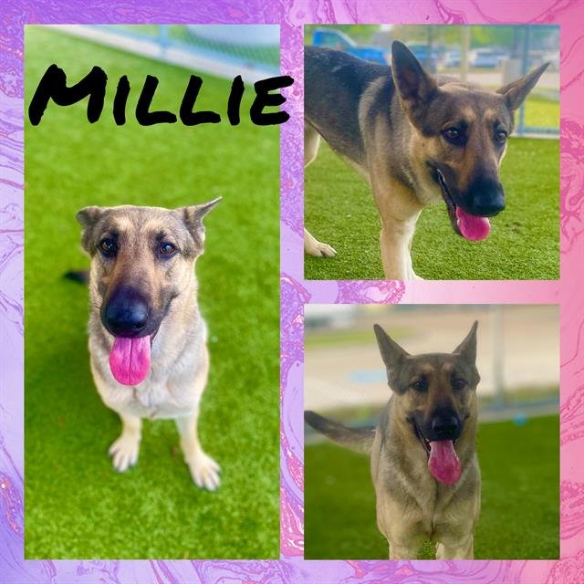 adoptable Dog in Pearland, TX named MILLIE