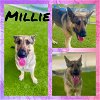 adoptable Dog in pearland, TX named MILLIE