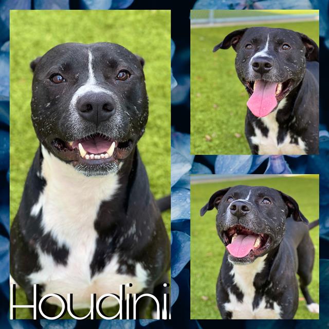 adoptable Dog in Pearland, TX named HOUDINI