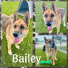 adoptable Dog in Pearland, TX named BAILEY