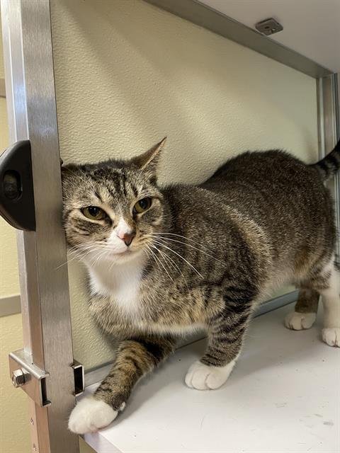 adoptable Cat in Pearland, TX named MEATBALLZ