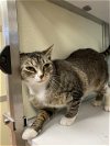 adoptable Cat in pearland, TX named MEATBALLZ