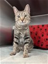 adoptable Cat in pearland, TX named NOVALEE