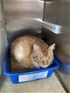adoptable Cat in pearland, TX named CASTRO