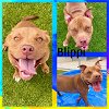 adoptable Dog in pearland, TX named BLIPPI