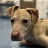 adoptable Dog in pearland, TX named LAKE