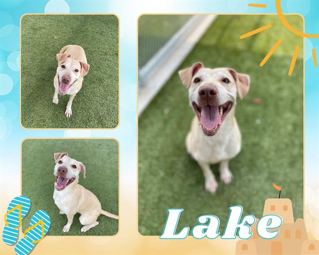 adoptable Dog in Pearland, TX named LAKE