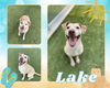 adoptable Dog in Pearland, TX named LAKE