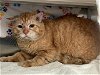 adoptable Cat in pearland, TX named CANNON