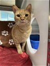 adoptable Cat in  named WILL
