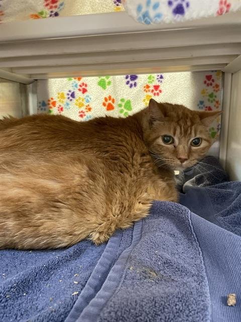adoptable Cat in Pearland, TX named HANK