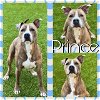 adoptable Dog in pearland, TX named PRINCE