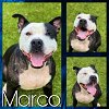 adoptable Dog in pearland, TX named MARCO