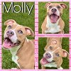 adoptable Dog in pearland, TX named MOLLY