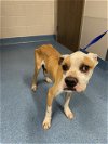 adoptable Dog in pearland, TX named SAWYER