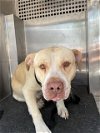 adoptable Dog in pearland, TX named PRINCESS
