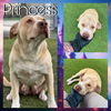 adoptable Dog in Pearland, TX named PRINCESS