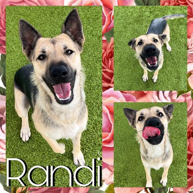 adoptable Dog in Pearland, TX named RANDI