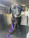adoptable Dog in pearland, TX named MATILDA