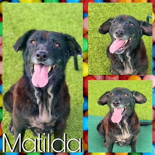 adoptable Dog in Pearland, TX named MATILDA