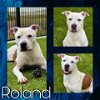 adoptable Dog in pearland, TX named ROLAND