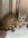 adoptable Cat in pearland, TX named SUNSHINE