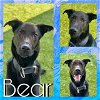adoptable Dog in  named BEAR