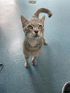 adoptable Cat in Pearland, TX named MICHAEL MEOWERS