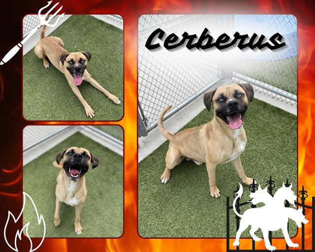 adoptable Dog in Pearland, TX named CERBERUS