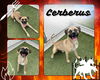 adoptable Dog in  named CERBERUS