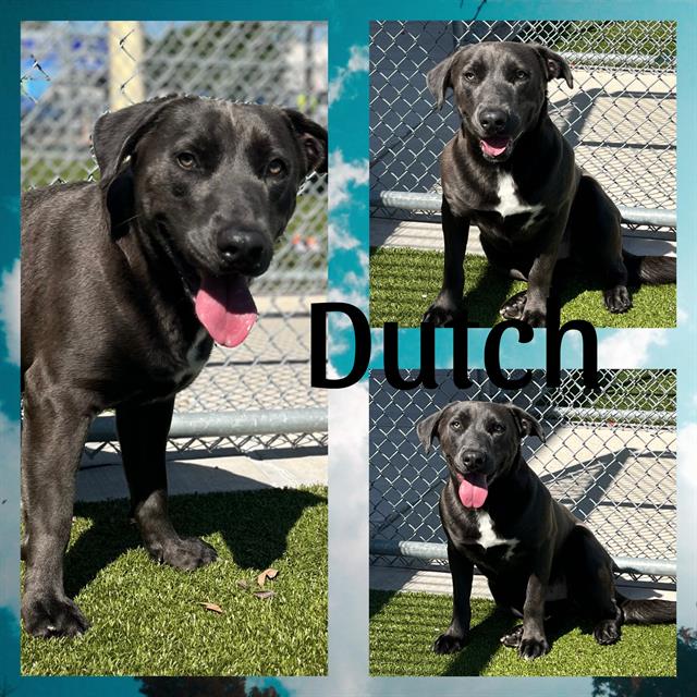 adoptable Dog in Pearland, TX named DUTCH