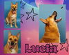 adoptable Dog in  named LUCIA