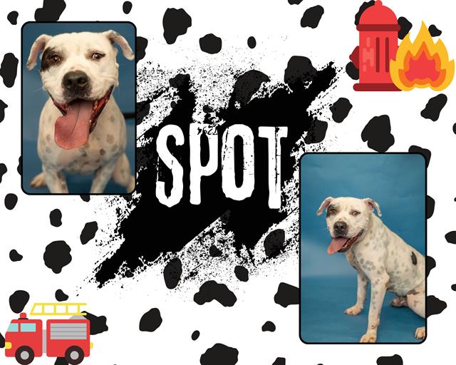 adoptable Dog in Pearland, TX named SPOT