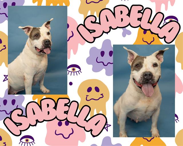 adoptable Dog in Pearland, TX named ISABELLA