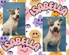 adoptable Dog in Pearland, TX named ISABELLA