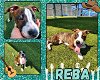 adoptable Dog in  named REBA