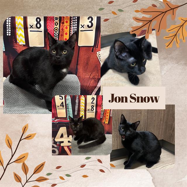 adoptable Cat in Pearland, TX named JON SNOW