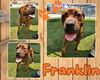 adoptable Dog in Pearland, TX named FRANKLIN