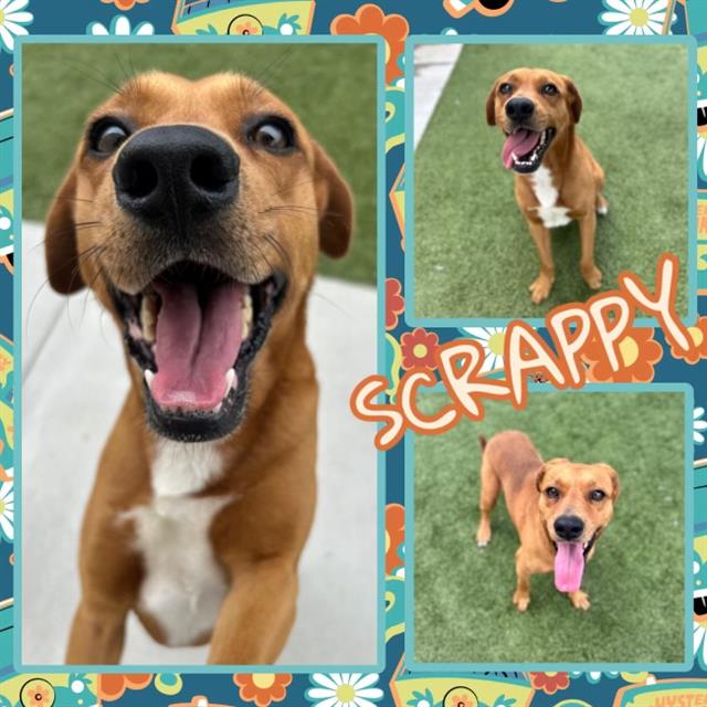 adoptable Dog in Pearland, TX named SCRAPPY