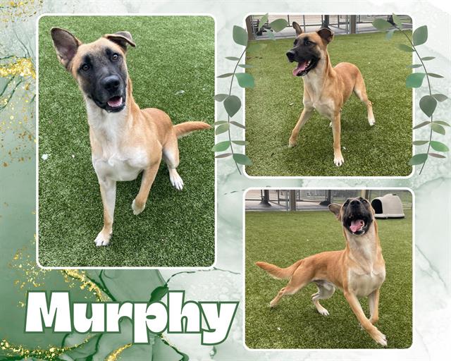 adoptable Dog in Pearland, TX named MURPHY