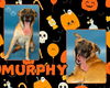 adoptable Dog in  named MURPHY